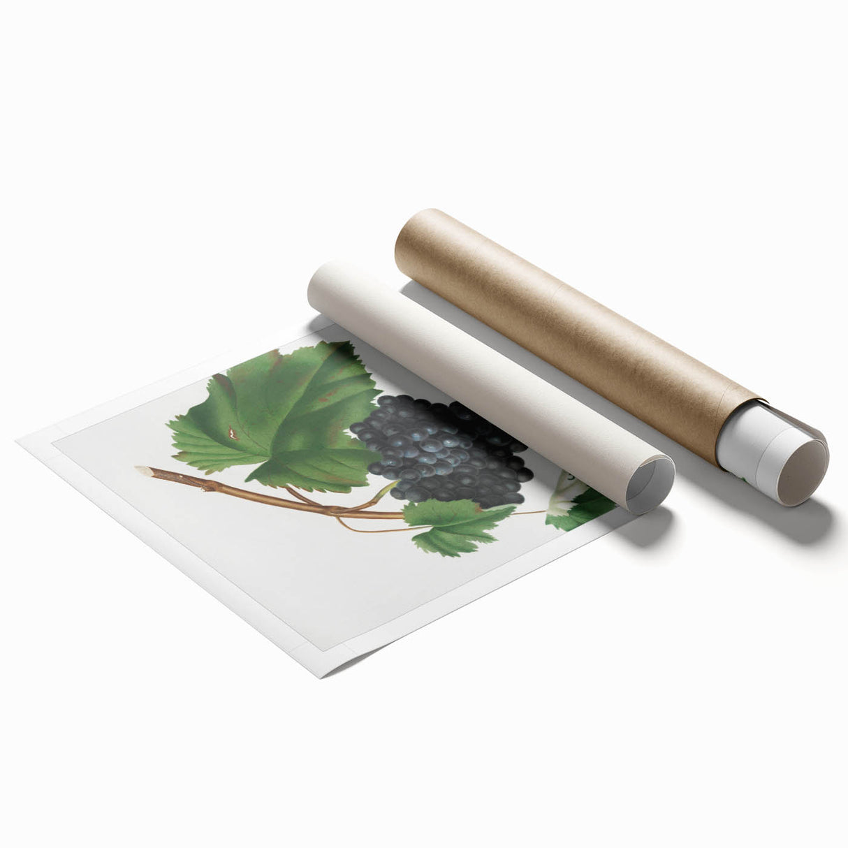 Black Canaiolo by Giorgio Gallesio - Romanticism Botanical Art Print