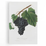 Black Canaiolo by Giorgio Gallesio - Romanticism Botanical Art Print