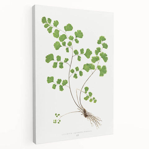 Realism Art Prints - Southern Maidenhair Fern by Edward Lowe Botanical Art