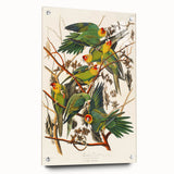 Carolina Parrot by Audubon - Romanticism Wildlife Art Print