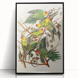 Carolina Parrot by Audubon - Romanticism Wildlife Art Print