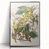Carolina Parrot by Audubon - Romanticism Wildlife Art Print