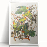 Carolina Parrot by Audubon - Romanticism Wildlife Art Print
