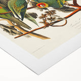 Carolina Parrot by Audubon - Romanticism Wildlife Art Print