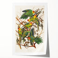 Carolina Parrot by Audubon - Romanticism Wildlife Art Print