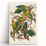 Carolina Parrot by Audubon - Romanticism Wildlife Art Print