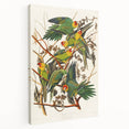 Carolina Parrot by Audubon - Romanticism Wildlife Art Print