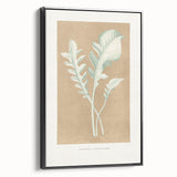 Classic Romantic Paintings: Centaurea Candidissima - Botanical Art Print