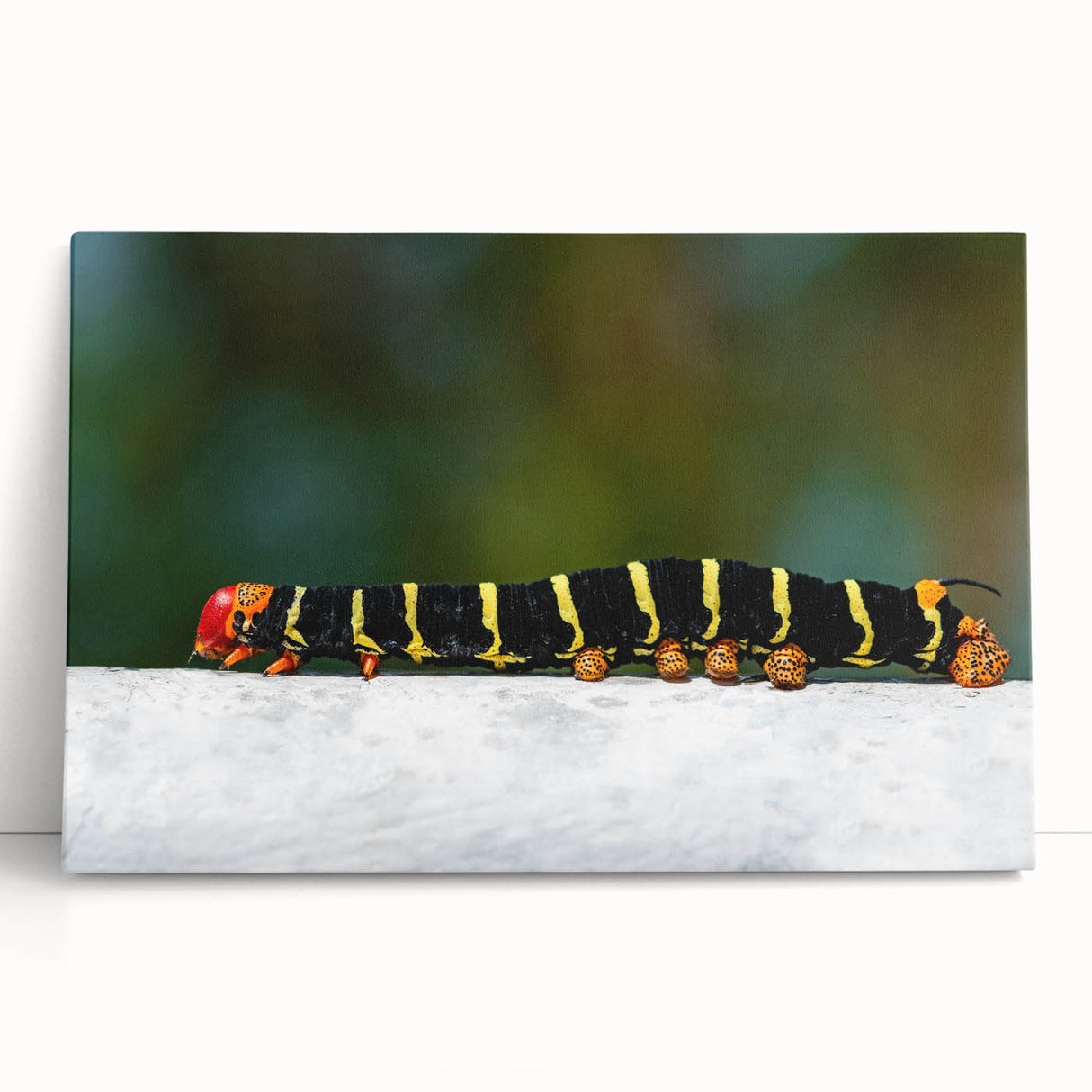 Black and white photograph of Caribbean Martinique scenery on large stretched canvas, ideal for kitchen wall art.