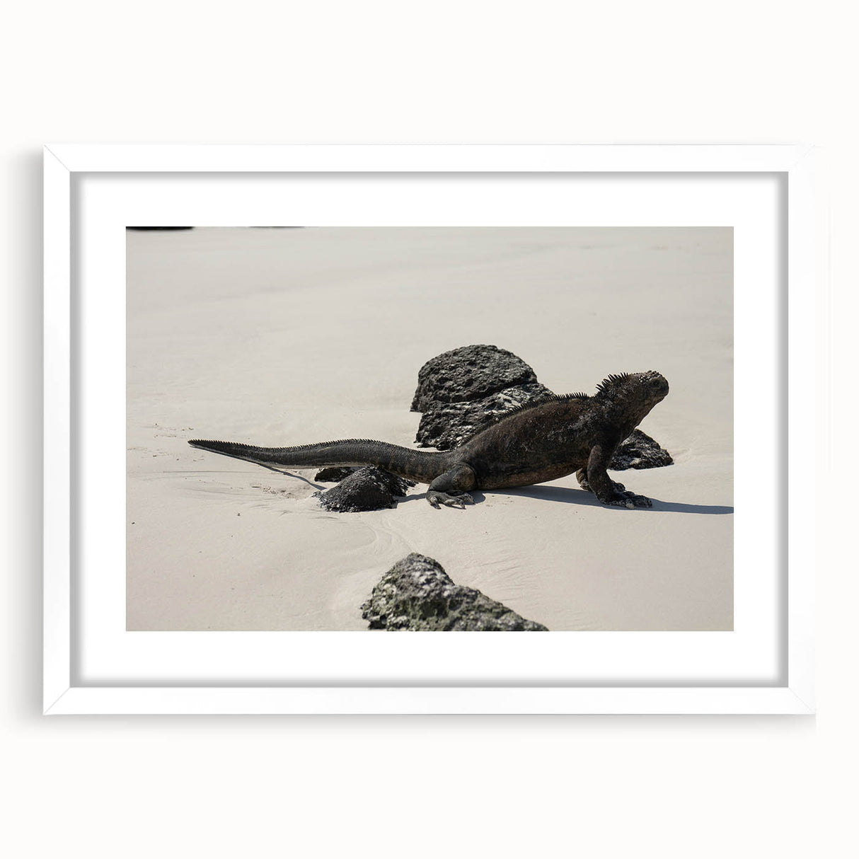 Abstract art print of the Galapagos scenery in muted earth tones on a white-framed canvas, ideal for dining room decor.
