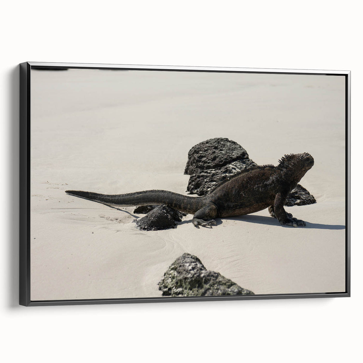 Black and white framed canvas of a Galapagos landscape, ideal for bedroom wall art.