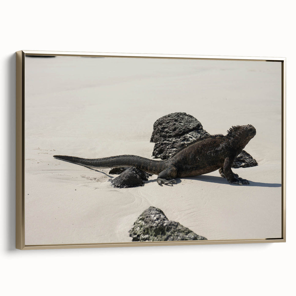 Framed canvas featuring a vintage-style landscape painting of the Galapagos, with a black and gold color scheme.
