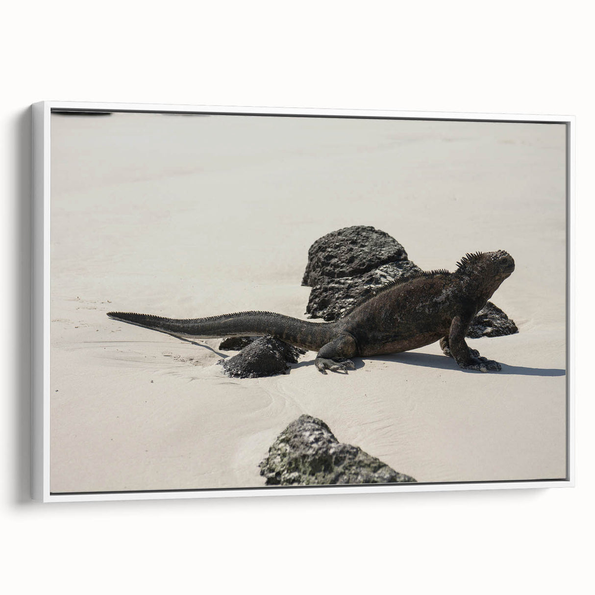 Vintage poster art of Galapagos scenery on framed canvas, featuring vibrant colors on a black background.
