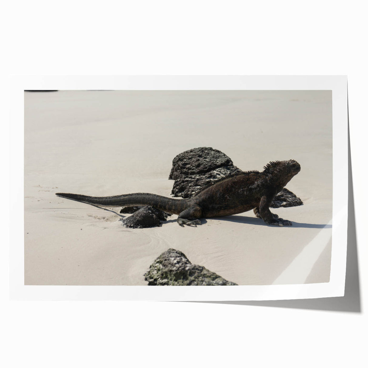Extra large rolled print featuring a scenic view of the Galapagos with vivid blue and green tones.