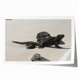 Extra large rolled print featuring a scenic view of the Galapagos with vivid blue and green tones.