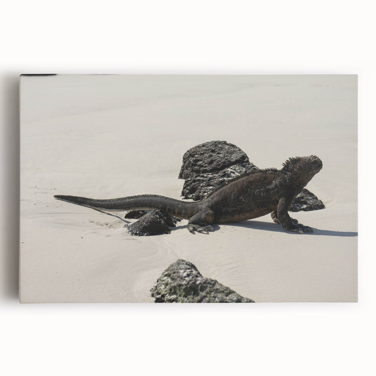 Black and white stretched canvas of Galapagos scenery, ideal for kitchen wall art.