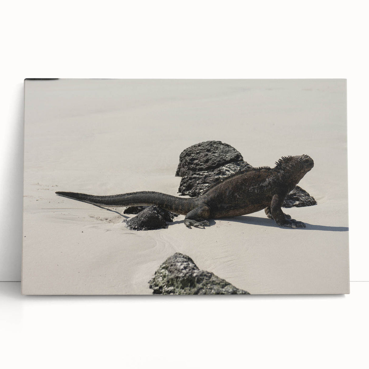 Black and white stretched canvas of Galapagos scenery, ideal for kitchen wall art or bedroom ambiance.