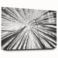 Acrylic print of a Colorado Aspen landscape in natural hues, ideal for dining room or bedroom decor.