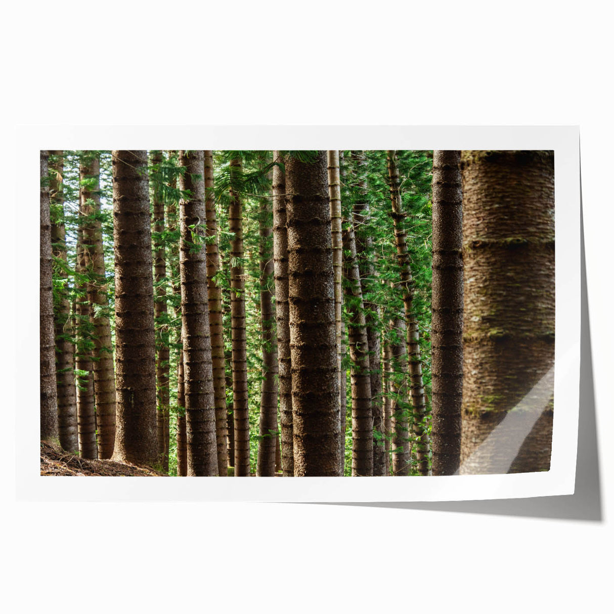 Rolled print of Kauai landscape with lush greenery and waterfalls, in soft green and blue tones.