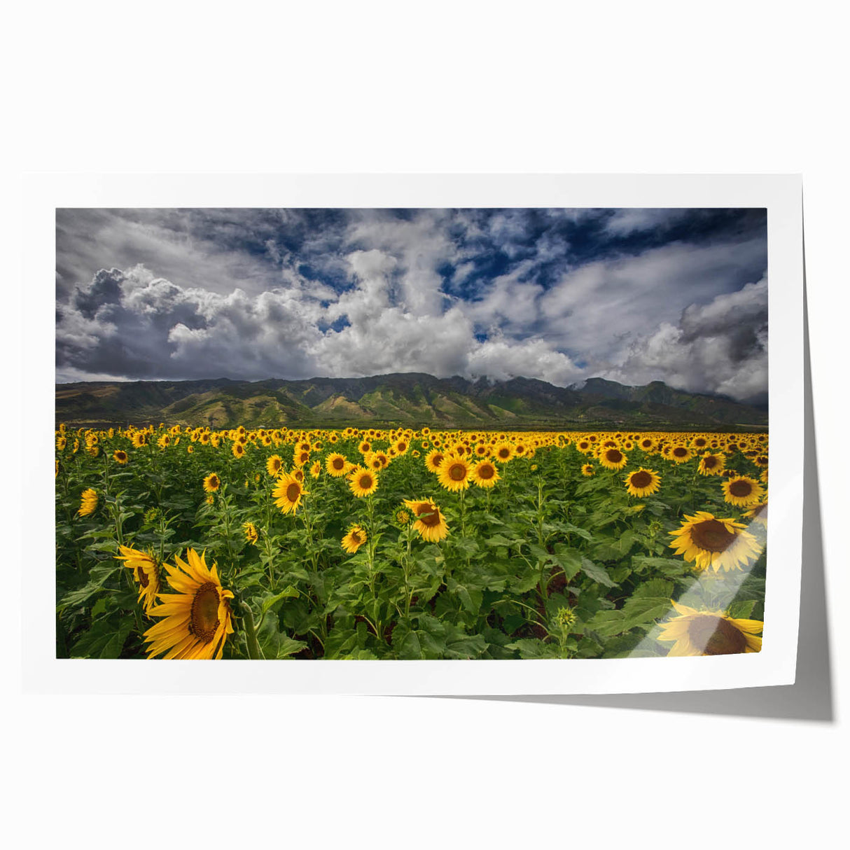 Rolled print of Maui scenery with vibrant green and blue tones, ideal for art wall dining room.