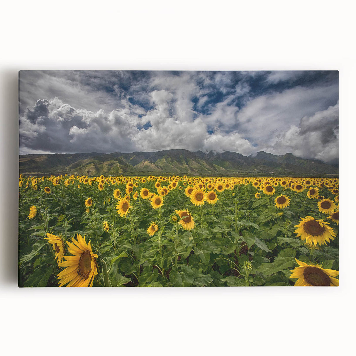 Black and white large art print of Maui scenery on stretched canvas, ideal for kitchen wall art.