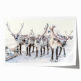 Extra large rolled print of winter floral art in muted blue and white tones, suitable for dining room or bathroom decor.