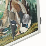 Mallard Duck by Audubon - Romanticism Wildlife Art Print