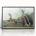 Mallard Duck by Audubon - Romanticism Wildlife Art Print