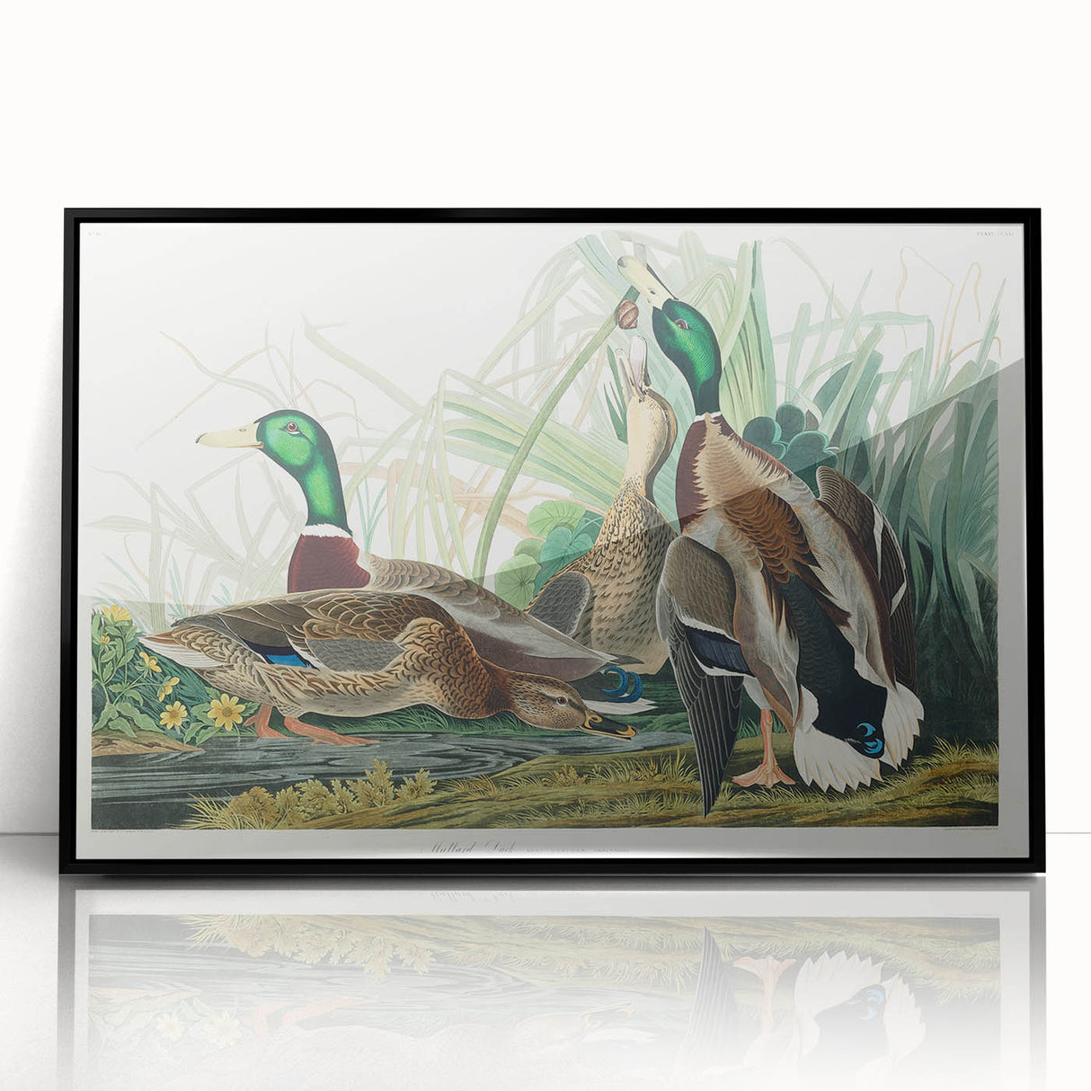 Mallard Duck by Audubon - Romanticism Wildlife Art Print