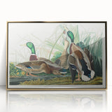 Mallard Duck by Audubon - Romanticism Wildlife Art Print