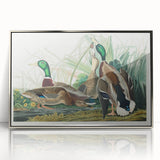 Mallard Duck by Audubon - Romanticism Wildlife Art Print