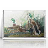 Mallard Duck by Audubon - Romanticism Wildlife Art Print