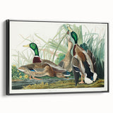 Mallard Duck by Audubon - Romanticism Wildlife Art Print
