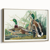 Mallard Duck by Audubon - Romanticism Wildlife Art Print