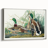 Mallard Duck by Audubon - Romanticism Wildlife Art Print