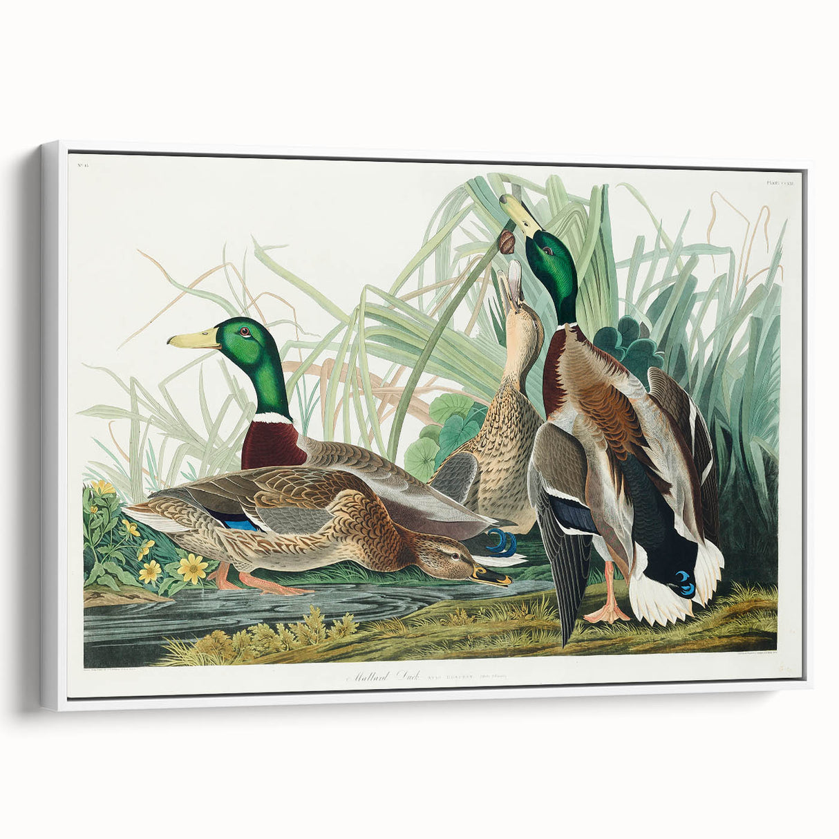 Mallard Duck by Audubon - Romanticism Wildlife Art Print