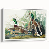 Mallard Duck by Audubon - Romanticism Wildlife Art Print
