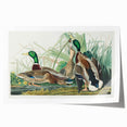 Mallard Duck by Audubon - Romanticism Wildlife Art Print