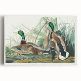 Mallard Duck by Audubon - Romanticism Wildlife Art Print