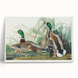 Mallard Duck by Audubon - Romanticism Wildlife Art Print