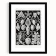Amphoridea Urnensterne - Intricate Black and White Art Print by Ernst Haeckel