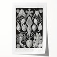 Amphoridea Urnensterne - Intricate Black and White Art Print by Ernst Haeckel