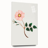 Wild Rose by Mary Altha Nims - Romanticism Botanical Art Print