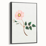 Wild Rose by Mary Altha Nims - Romanticism Botanical Art Print