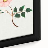 Wild Rose by Mary Altha Nims - Romanticism Botanical Art Print