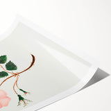Wild Rose by Mary Altha Nims - Romanticism Botanical Art Print