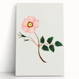 Wild Rose by Mary Altha Nims - Romanticism Botanical Art Print