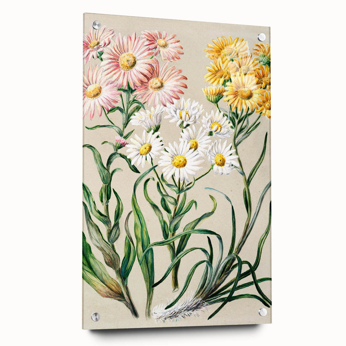 Realism Art Prints - Classical Realism Floral Art on Canvas and Acrylic