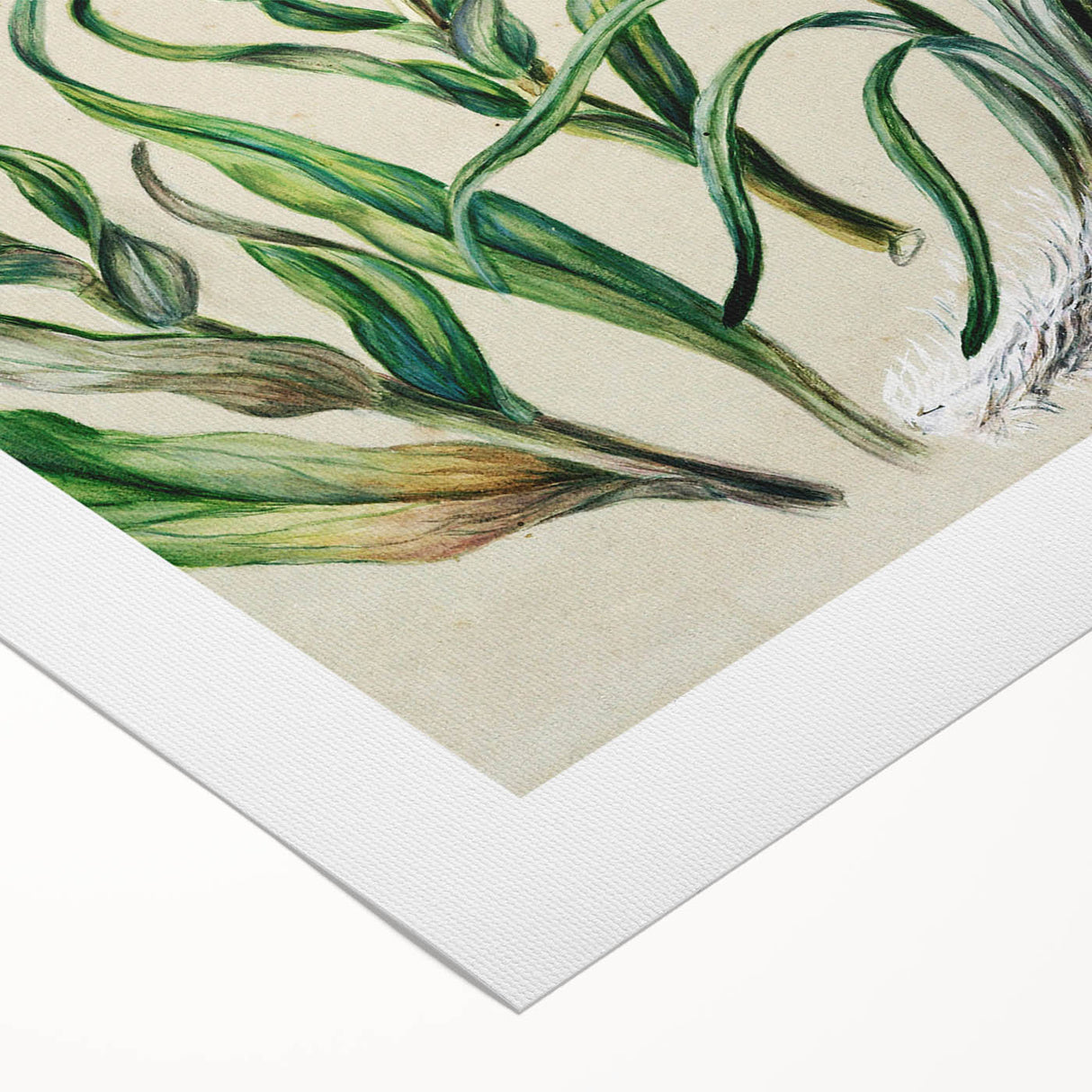 Realism Art Prints - Classical Realism Floral Art on Canvas and Acrylic