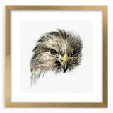 Head of a Bird of Prey by Jean Bernard - Romantic Wildlife Art Print